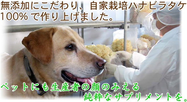 大切なペットの生きる力のサポートに。ペットにもハナビラタケ100%サプリメント